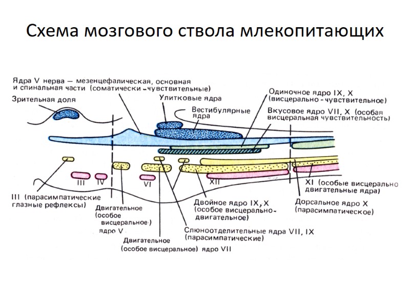 Схема мозгового ствола млекопитающих